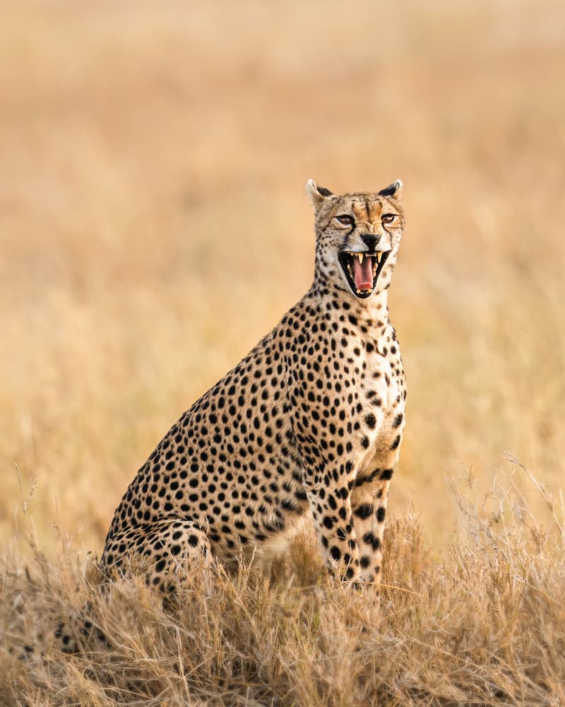 Golden Cheetah Snarl by James Cai — canvas wall art