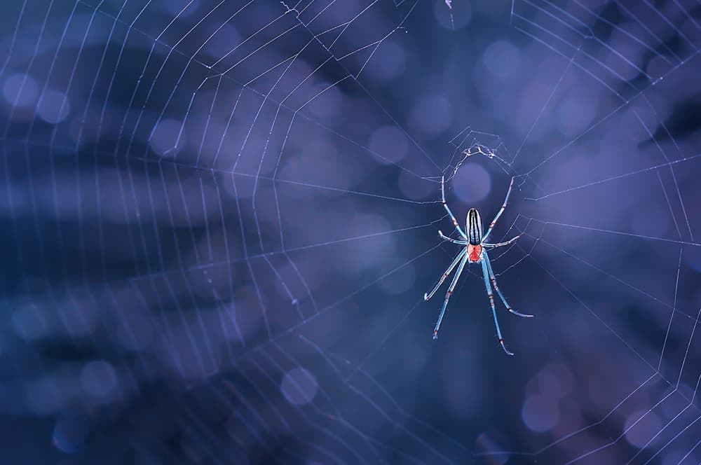 Vibrant Spider Web Bokeh by Edy Pamungkas — canvas wall art