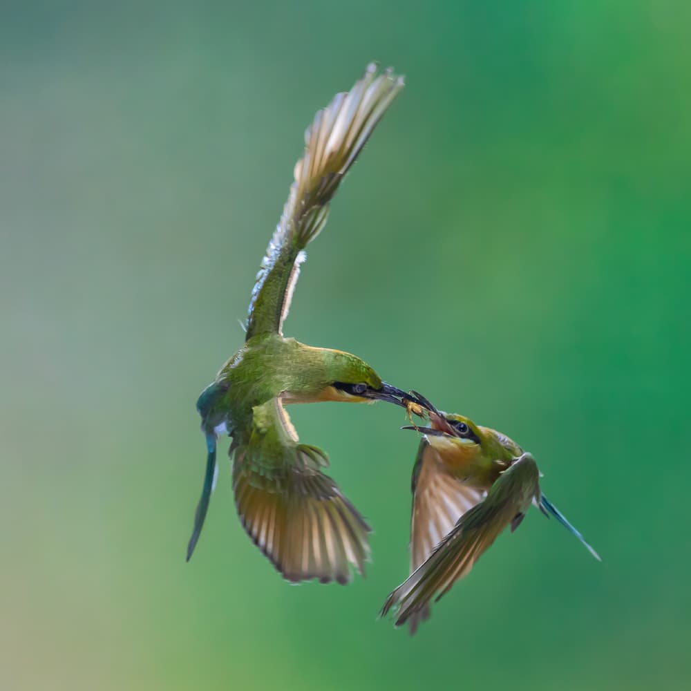 Birds Feeding in Flight by Gunarto Song — canvas wall art