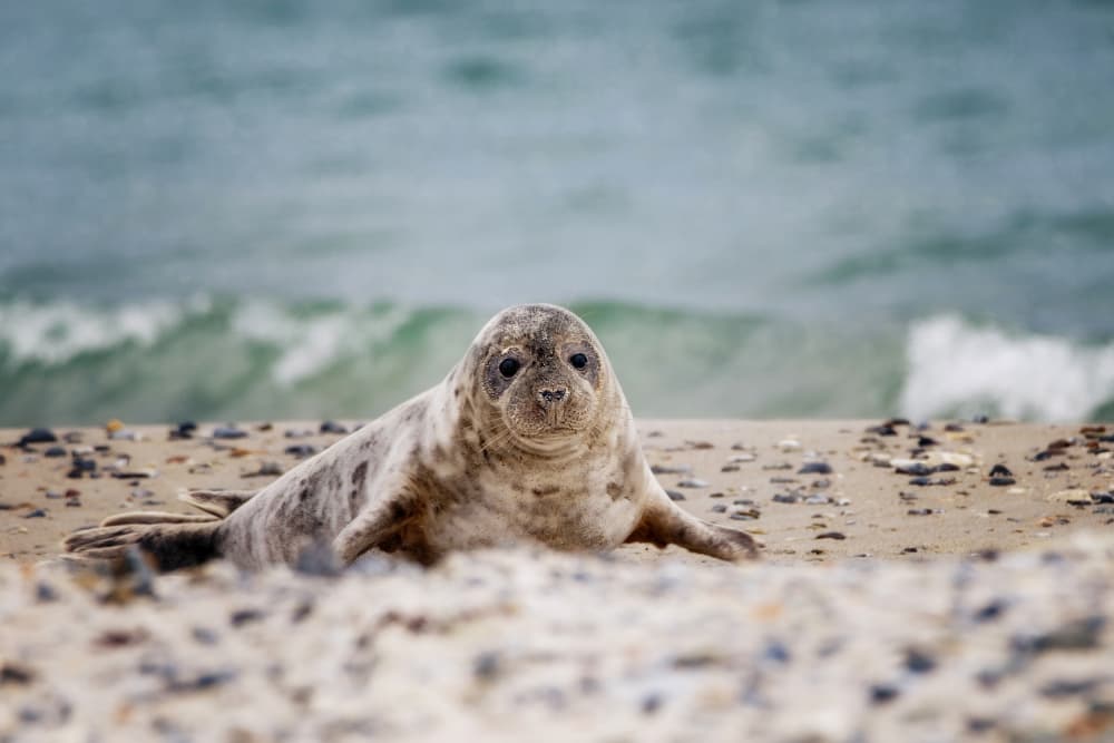 Cute Seal Pup Beach by Michaela Firešová — canvas wall art