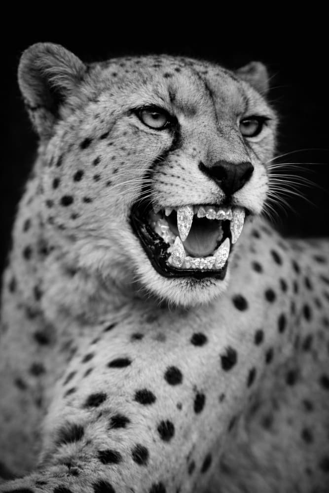 Powerful Cheetah Snarl by Josie George — canvas wall art