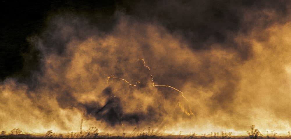 Rider In Golden Dust by Abbas Arabzadeh — canvas wall art