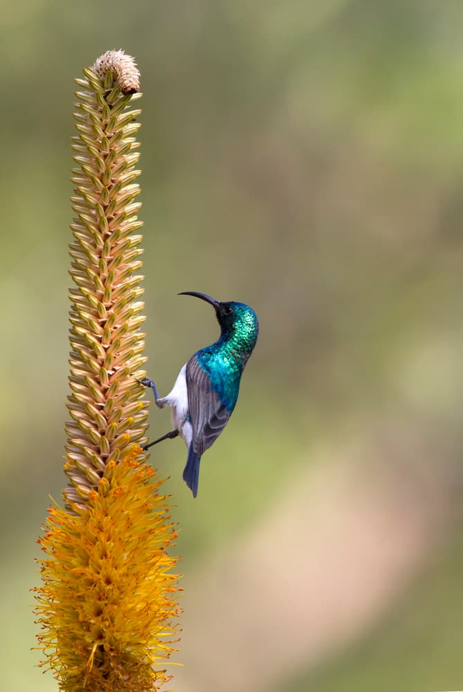 Sunbird on Vibrant Flower by Alessandro Catta — canvas wall art