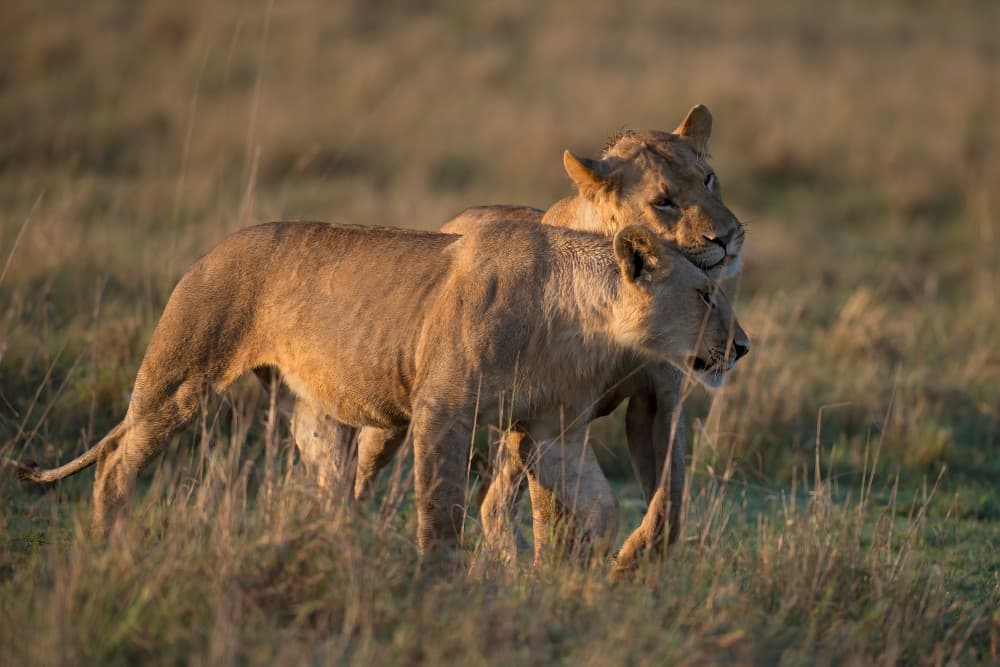 African Lion Affection by Marco Pozzi — canvas wall art