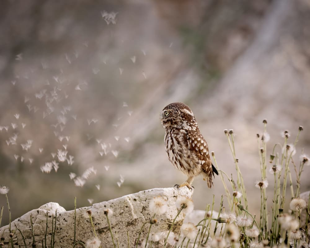 Curious Owl and Fluff by Michaela Firešová — canvas wall art
