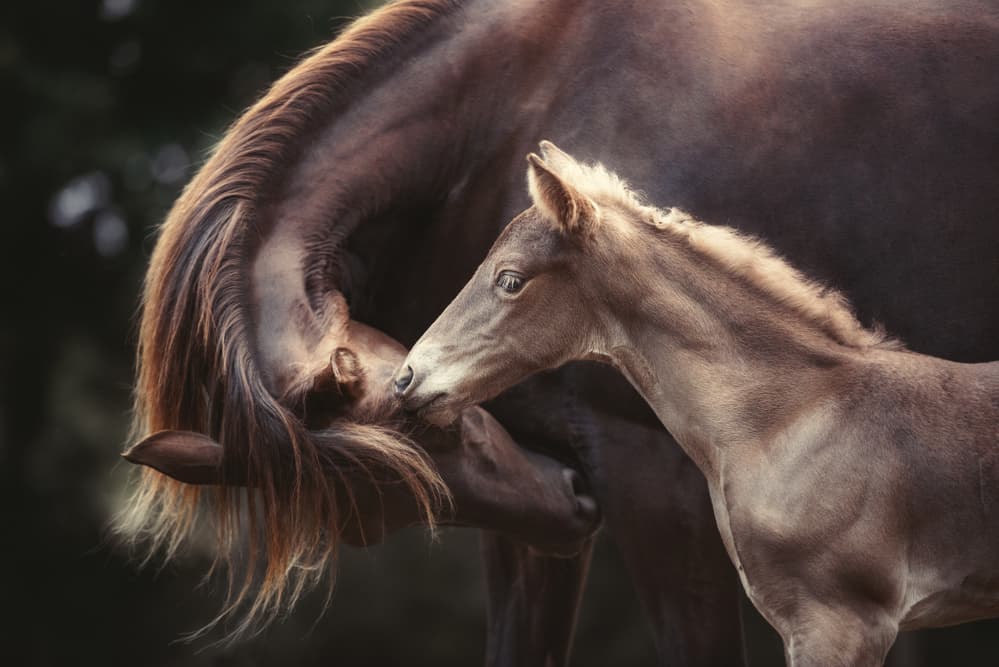 Gentle Horse Bond by Heike Willers — canvas wall art