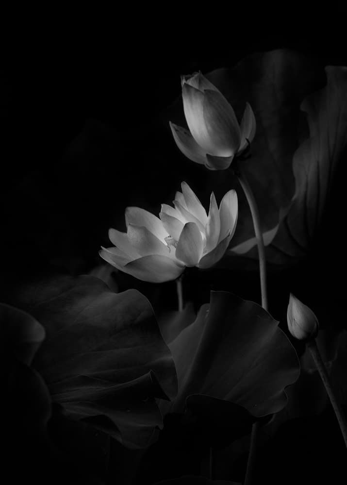 Dark Lotus Blooms by Yanny Liu — canvas wall art