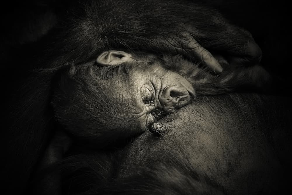 Sleeping Baby Gorilla by Antje Wenner-Braun — canvas wall art