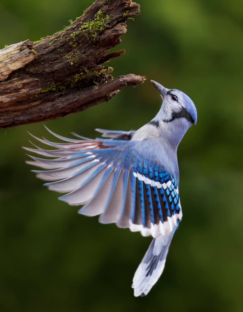 Blue Jay Takes Flight by Mircea Costina — canvas wall art