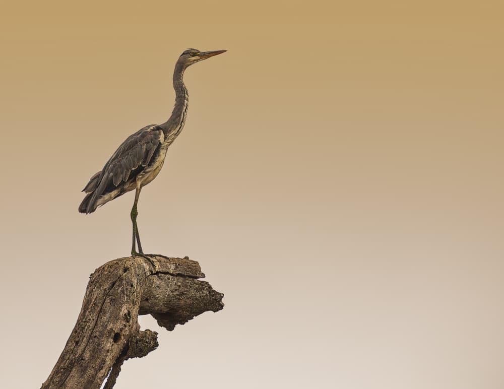 Grey Heron On Log by Jois Domont ( J.L.G.) — canvas wall art