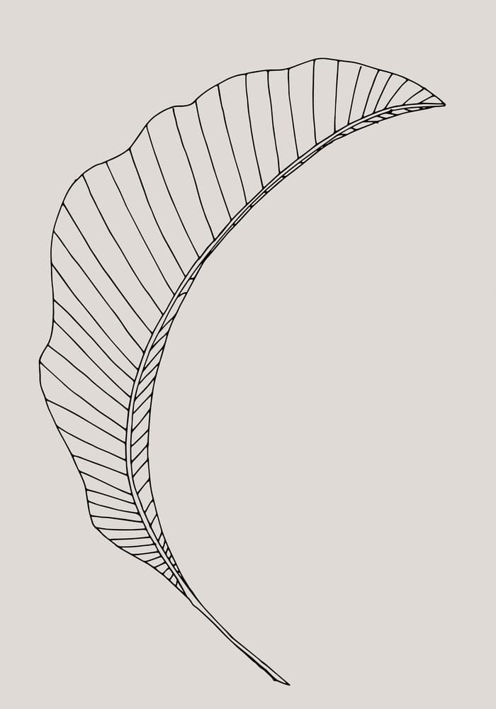 Curved Tropical Leaf by Pictufy Studio II — canvas wall art