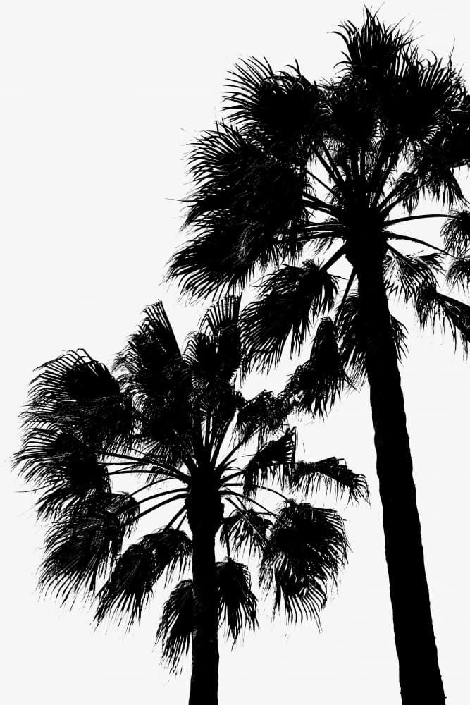 Silhouetted Tropical Palms by Pictufy Studio III — canvas wall art