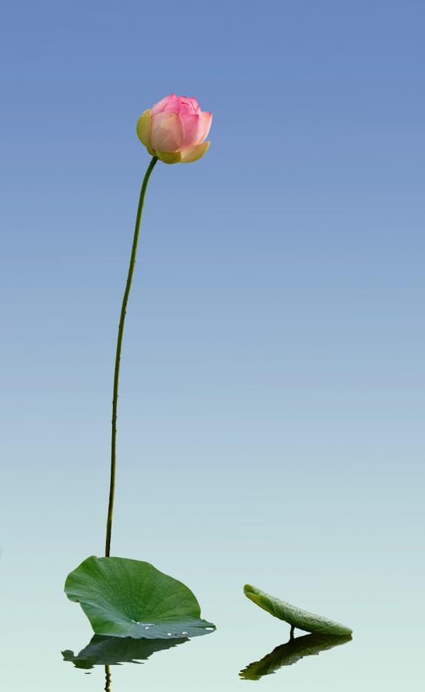 Serene Pink Lotus by 大河  wei he — canvas wall art