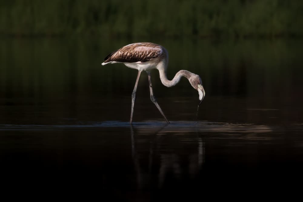 Greater Flamingo by Natalia Rublina — canvas wall art