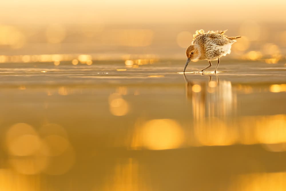 Golden Hour Shorebird by Mario Suárez — canvas wall art
