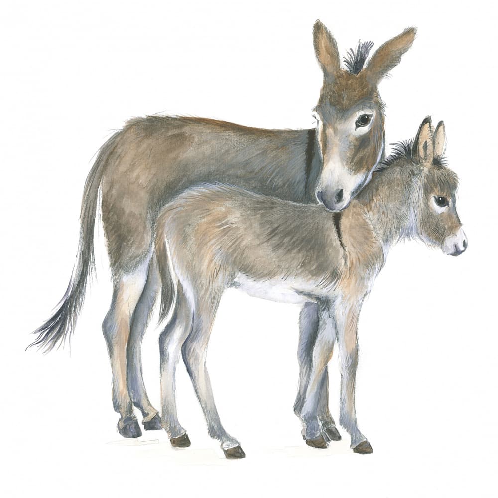 Donkey and Foal by Isabelle Brent — canvas wall art