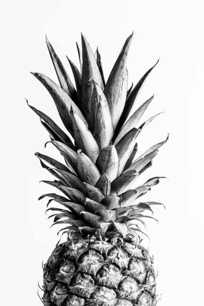 Monochrome Tropical Pineapple by Pictufy Studio III — canvas wall art