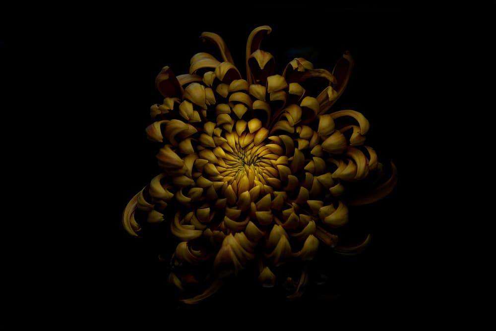 Golden Chrysanthemum Bloom by Lotte Grønkjær — canvas wall art