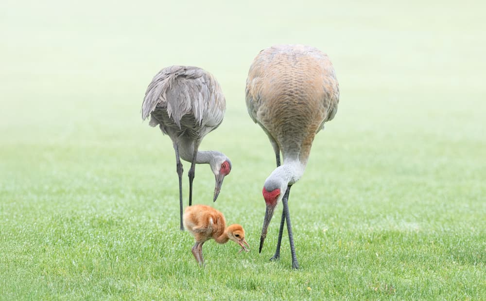 Sandhill Crane Family by Larry Deng APA — canvas wall art