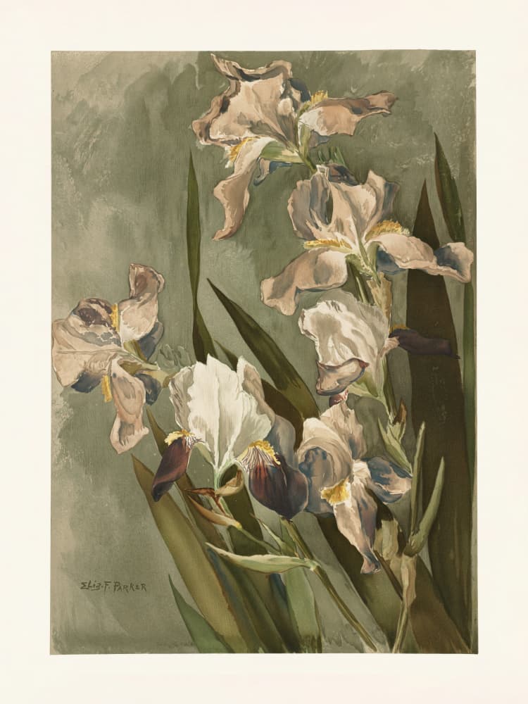 Study of Iris