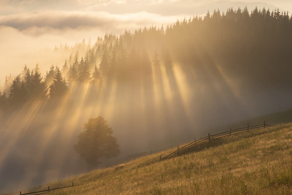 Golden Forest Rays by Alexandru Ionut Coman — canvas wall art