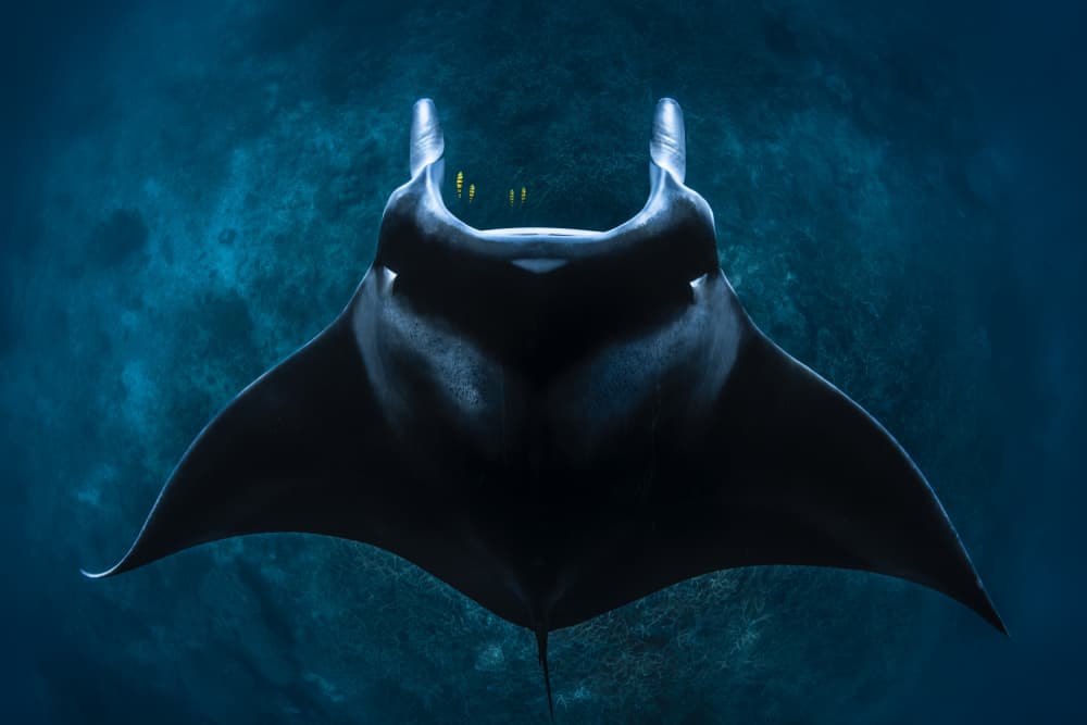 Graceful Manta's Deep Blue Glide by Barathieu Gabriel — canvas wall art