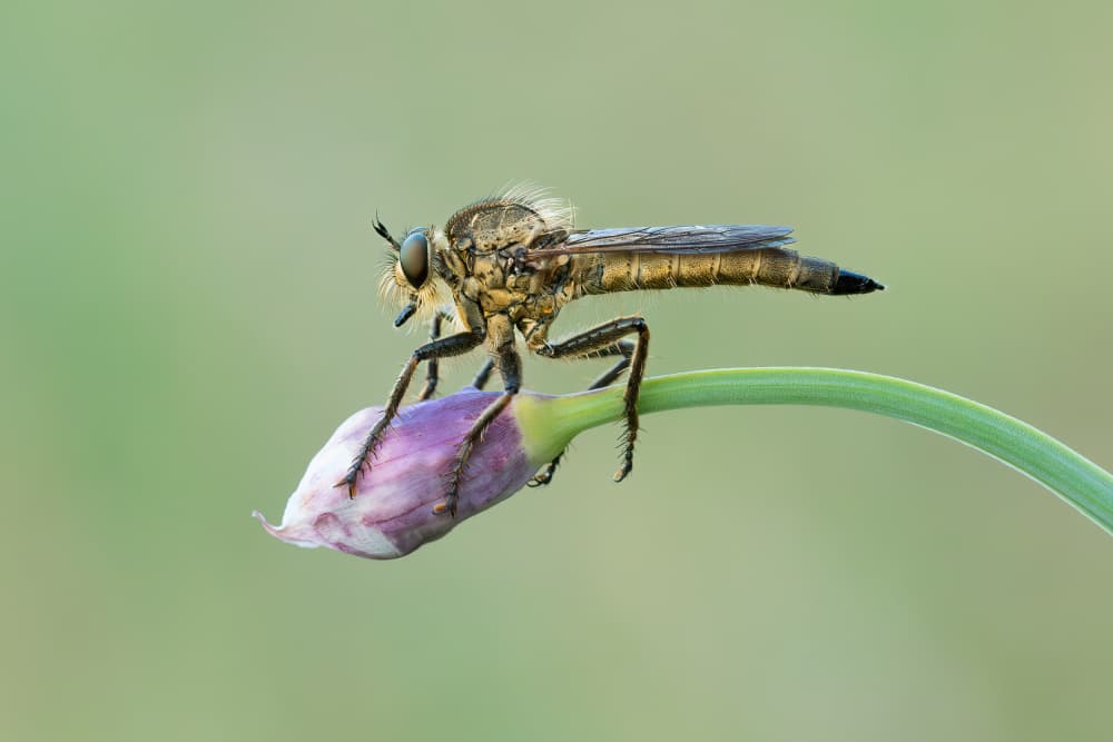 Robber Fly Perch by Rostislav Kralik — canvas wall art