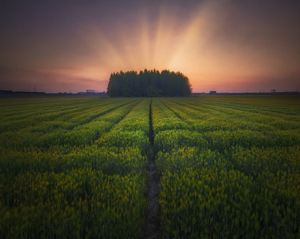 Golden Hour Field Path by Tiger Seo — canvas wall art