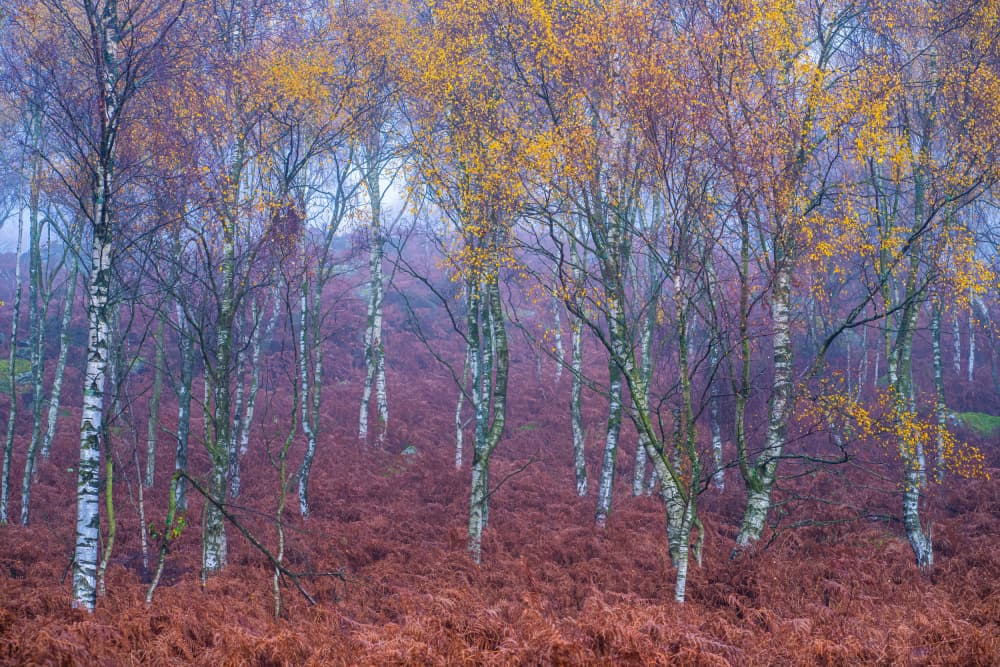 Misty Autumn Birch Forest by Hardik Pandya — canvas wall art