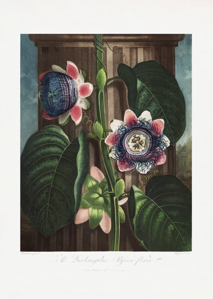 The Quadrangular Passion Flower from The Temple of Flora (1807) by Robert John Thornton — canvas wall art