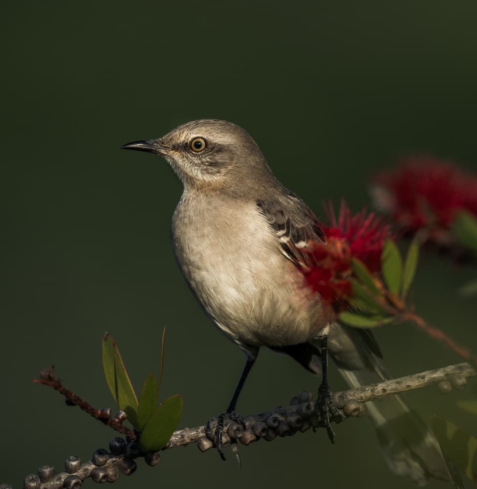 Mockingbird With Red Flowers by Allen SDCA — canvas wall art
