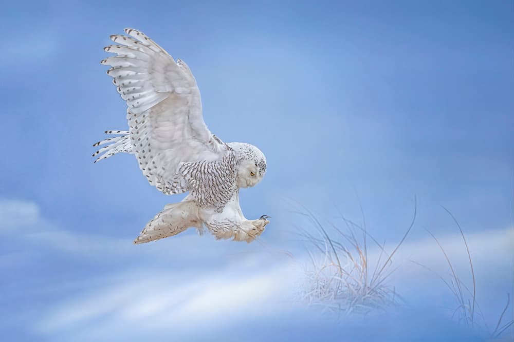 Snowy Owl in Flight by Tao Huang — canvas wall art