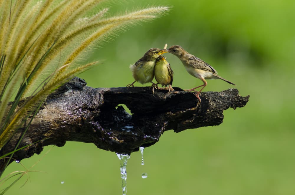 Parent Bird Feeding Chicks by Rawisyah Aditya — canvas wall art