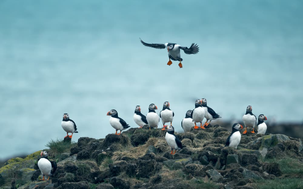 Puffin Colony Landing by Joan Zhang — canvas wall art