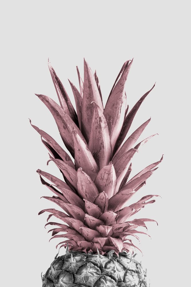 Dusty Rose Pineapple by Pictufy Studio III — canvas wall art
