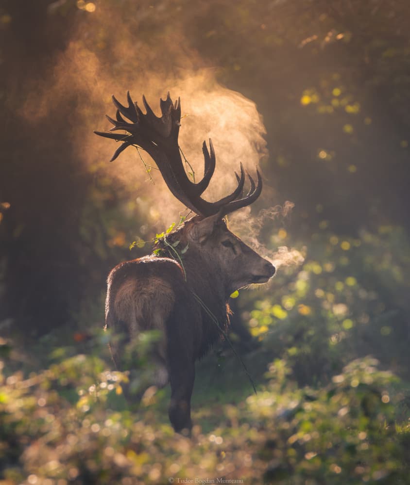 Stag in Golden Mist by Tudor Munteanu — canvas wall art