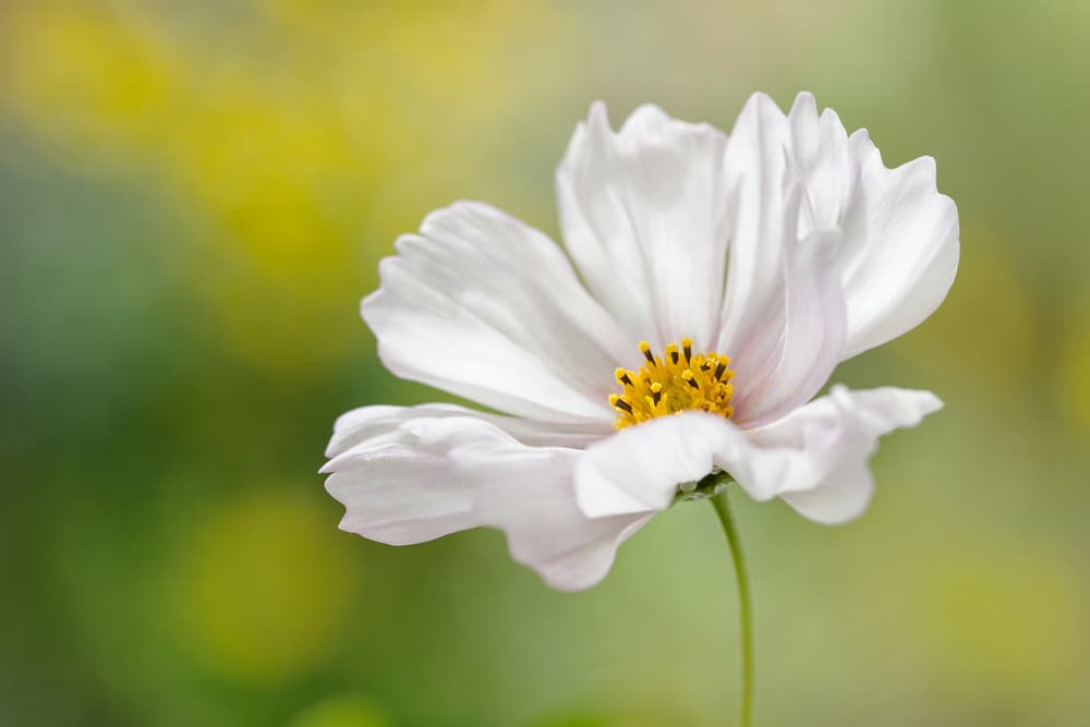 Cosmos by Mandy Disher — canvas wall art