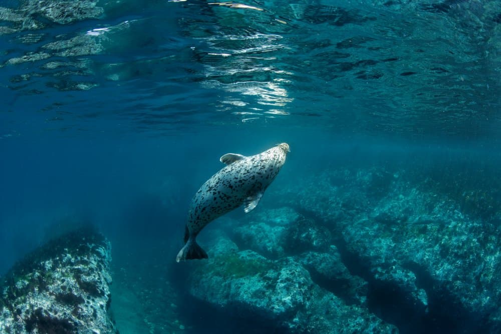 Spotted Seal Swimming by Andrey Narchuk — canvas wall art