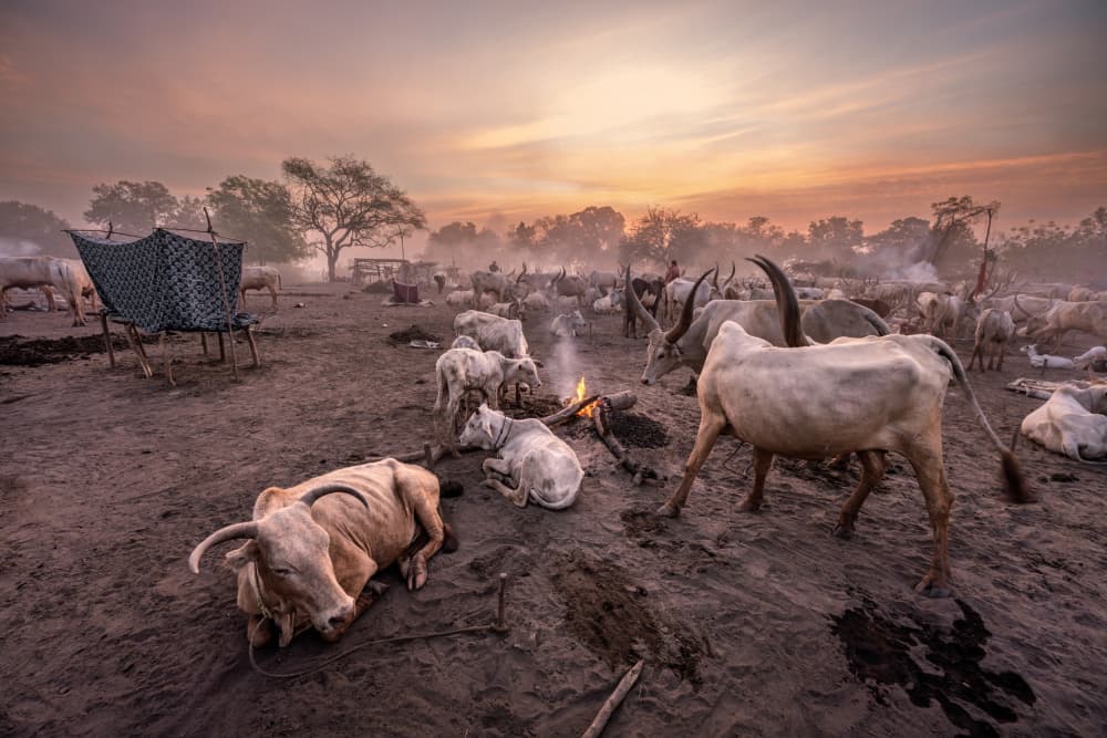 Hazy Cattle Camp Glow by Trevor Cole — canvas wall art