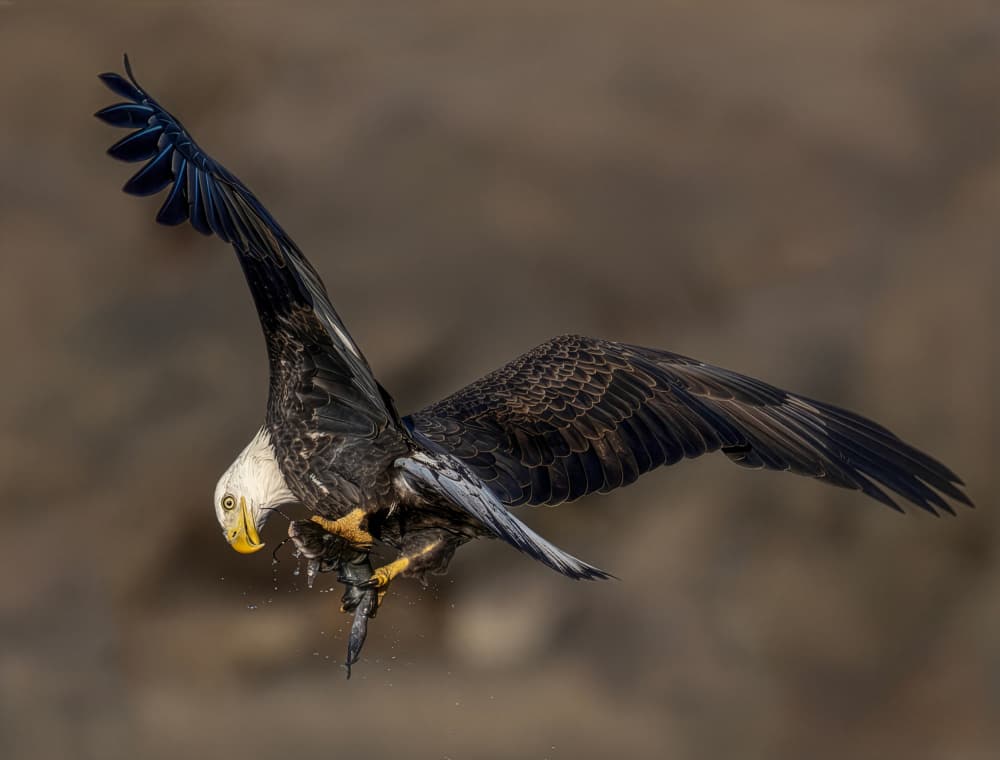 Bald Eagle Catches Fish by Yunqiang Li — canvas wall art