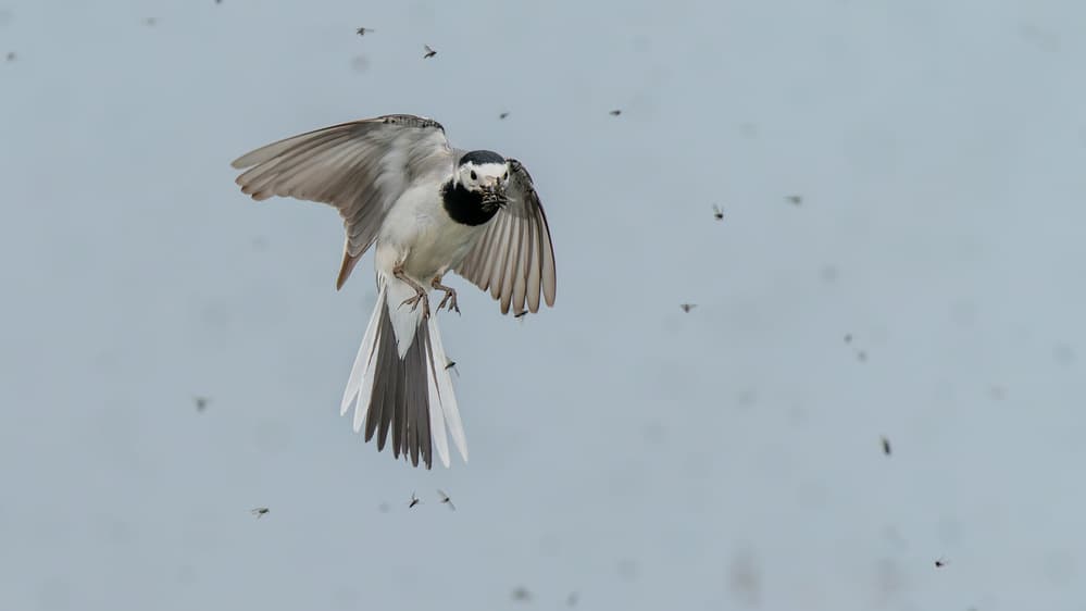 Wagtail Catching Insects by Damian Stopczynski — canvas wall art