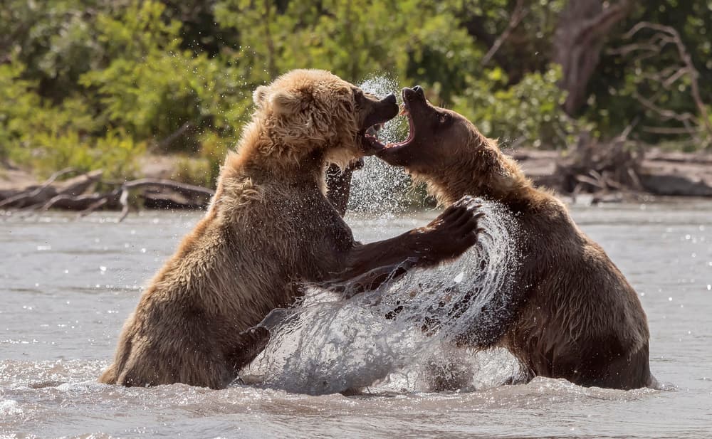 Fighting Bears Splash by Giuseppe DAmico — canvas wall art