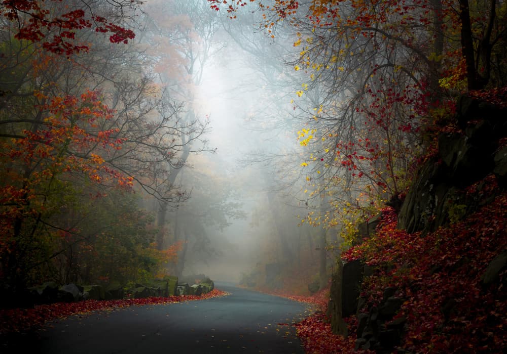 Misty Autumn Road by Wei (David) Dai — canvas wall art