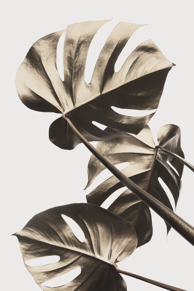 Elegant Monstera Leaves by Pictufy Studio III — canvas wall art