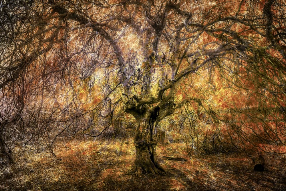Enchanted Autumn Forest by Dieter Walther — canvas wall art