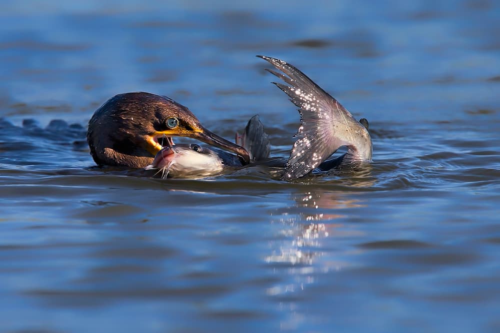 Cormorant Catches Fish by Jun Zuo — canvas wall art