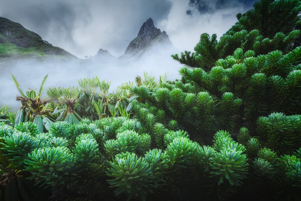 Green Mountain Mist by Yuan Cui — canvas wall art
