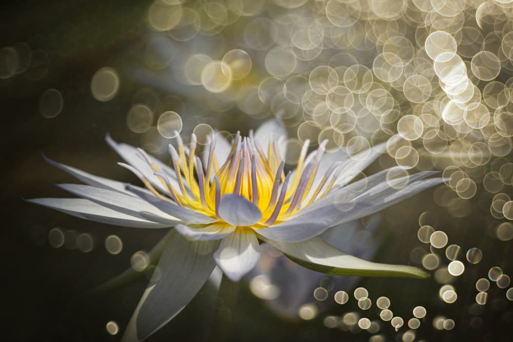 Shimmering Water Lily by Igor Kopcev — canvas wall art
