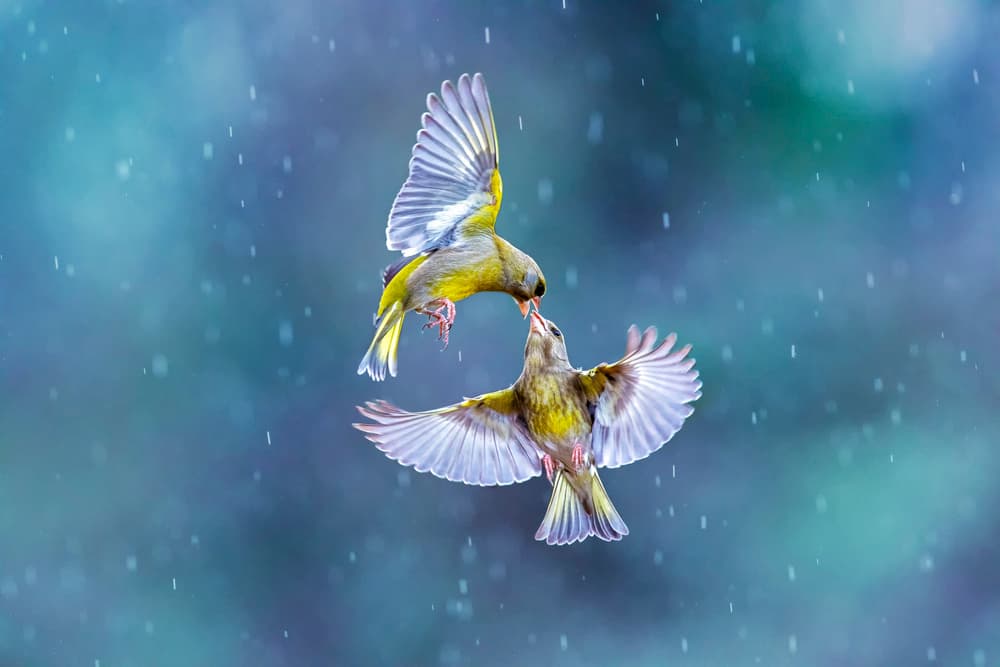 Flying Greenfinches Feeding by Marco Redaelli — canvas wall art