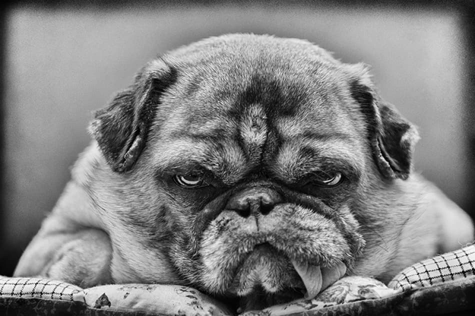 Grumpy Pug Portrait by Angelika Martha Himburg — canvas wall art